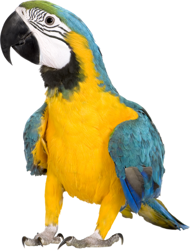 Young Blue-and-Yellow Macaw - Ara Ararauna (8 Months)
